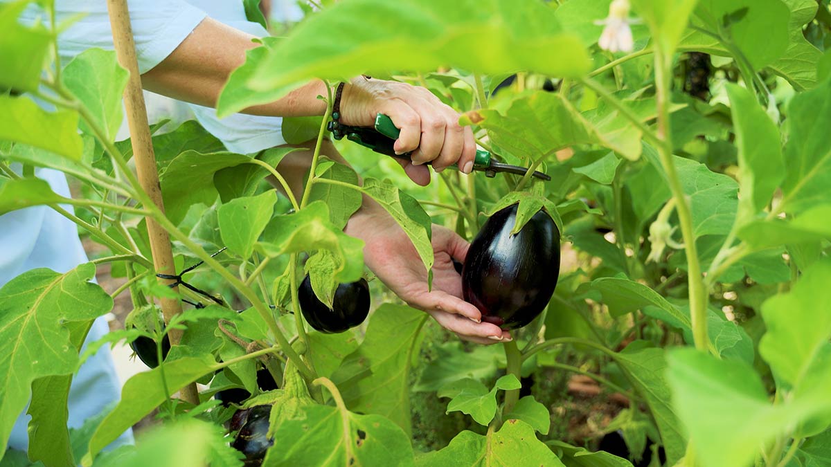 The vegetable garden