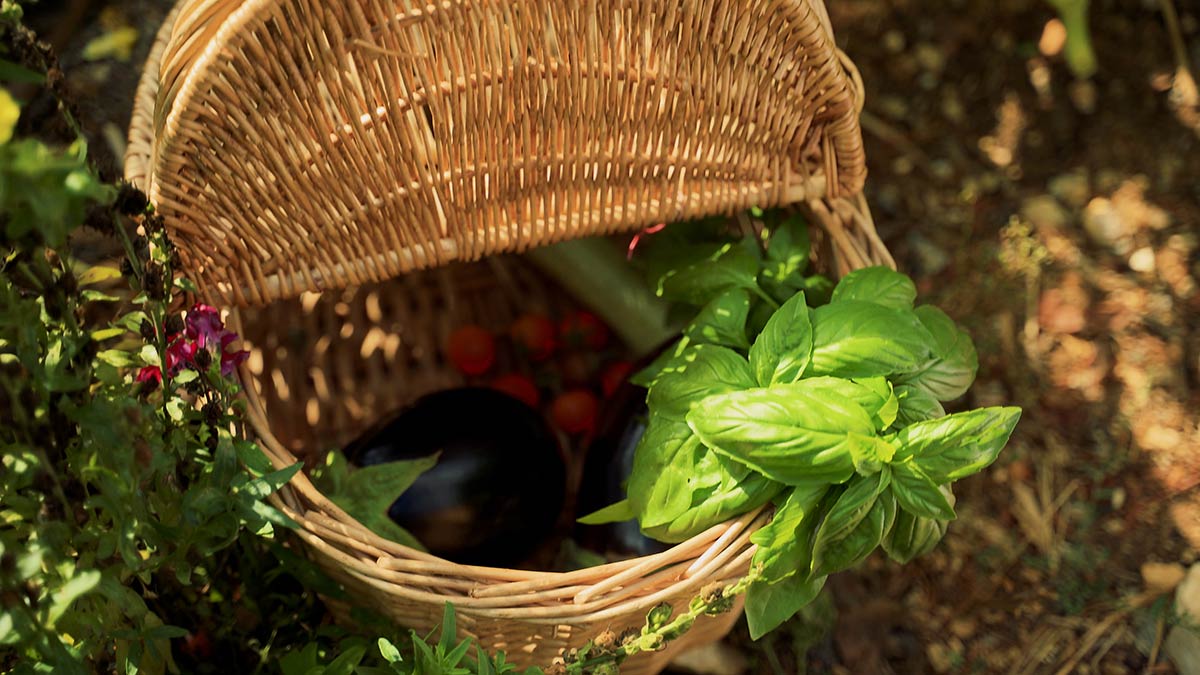 The vegetable garden